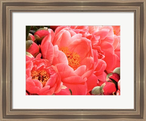 Framed Coral Peonies II Print