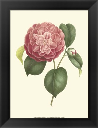 Framed Camellia Blooms I Print