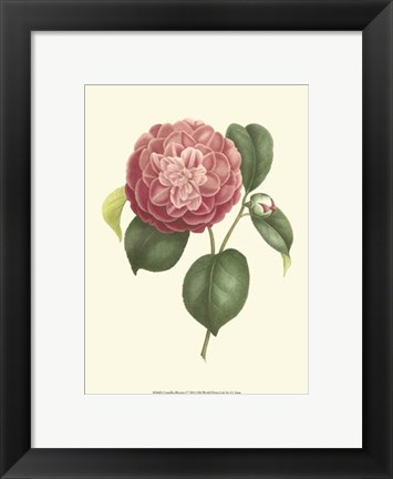 Framed Camellia Blooms I Print