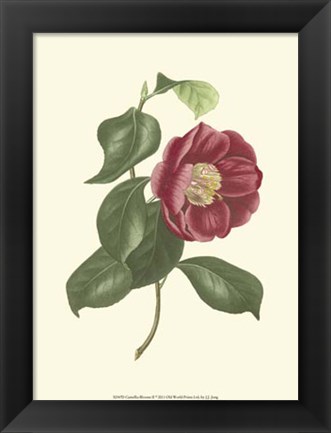 Framed Camellia Blooms II Print