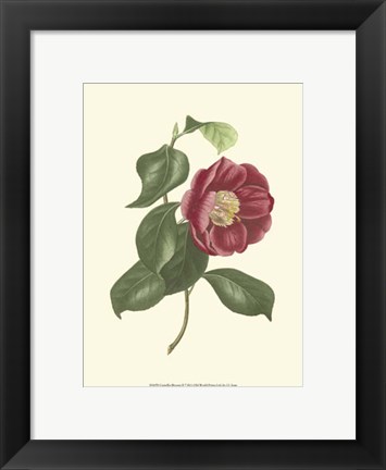 Framed Camellia Blooms II Print