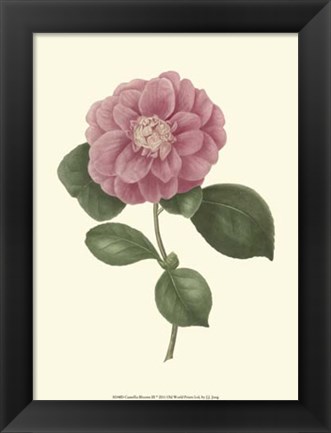 Framed Camellia Blooms III Print