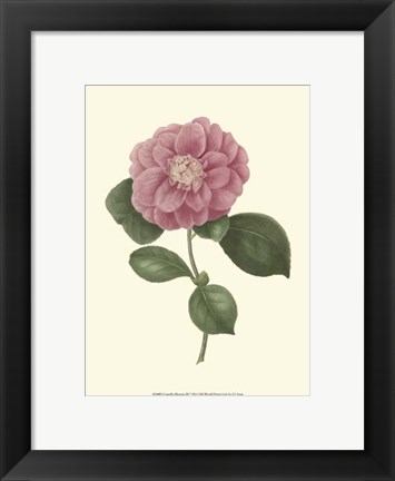 Framed Camellia Blooms III Print