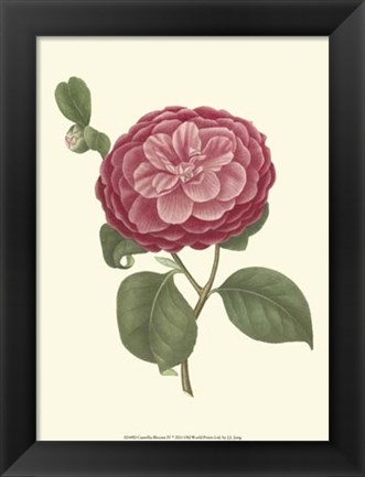 Framed Camellia Blooms IV Print