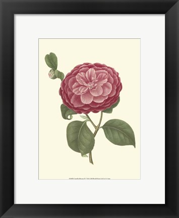 Framed Camellia Blooms IV Print