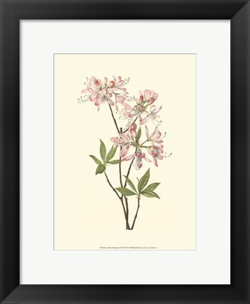 Framed Garden Potpourri III Print