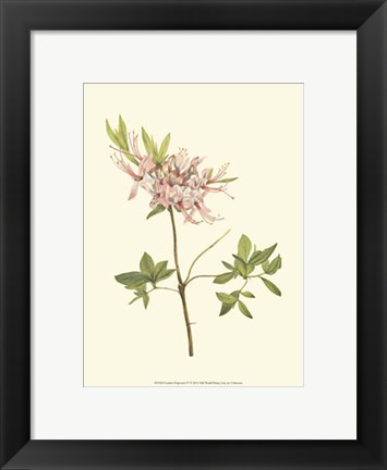 Framed Garden Potpourri IV Print