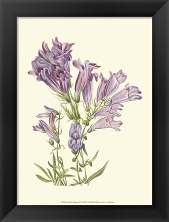 Framed Garden Potpourri V Print