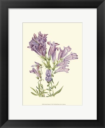 Framed Garden Potpourri V Print