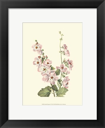 Framed Garden Potpourri VI Print