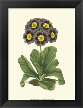 Framed Antique Primula I Print