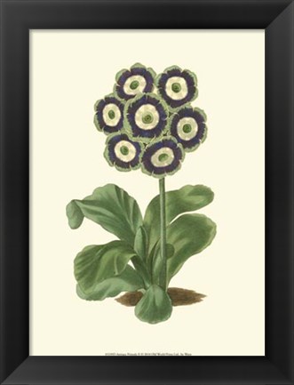 Framed Antique Primula II Print