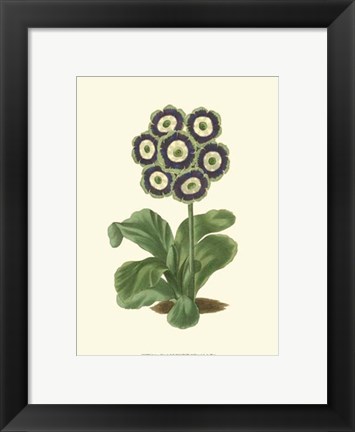 Framed Antique Primula II Print