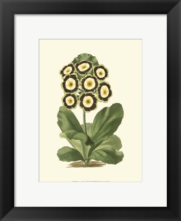 Framed Antique Primula III Print