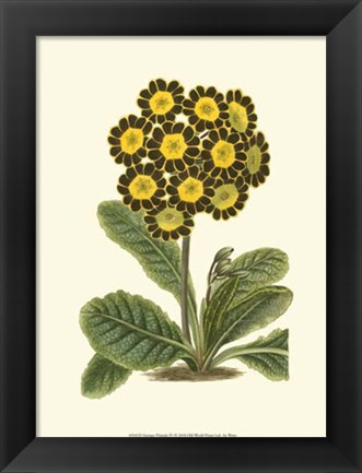 Framed Antique Primula IV Print