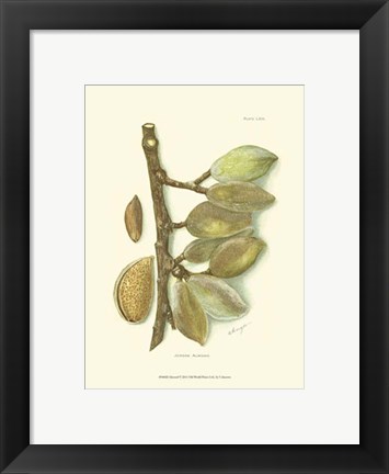 Framed Almond Print