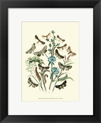 Framed Garden Butterflies II Print