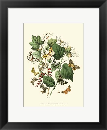 Framed Garden Butterflies IV Print