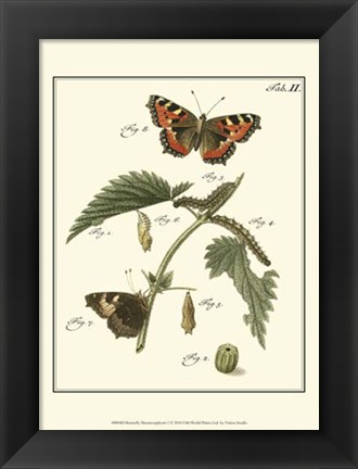 Framed Butterfly Metamorphosis I Print