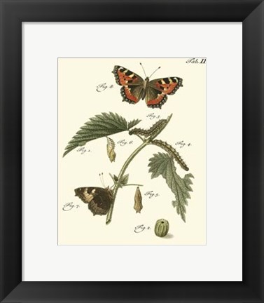 Framed Butterfly Metamorphosis I Print