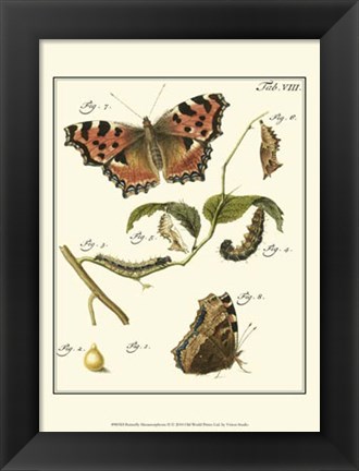 Framed Butterfly Metamorphosis II Print