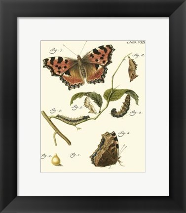 Framed Butterfly Metamorphosis II Print