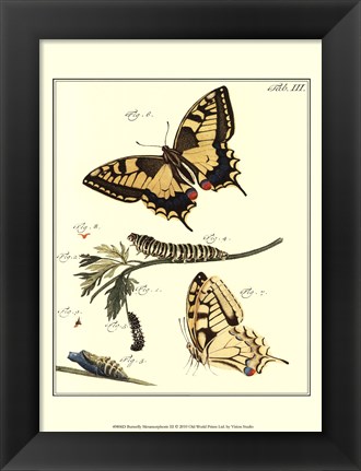 Framed Butterfly Metamorphosis III Print