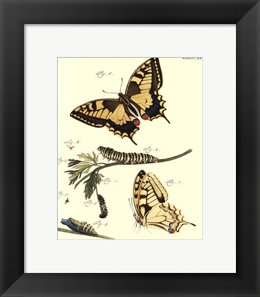 Framed Butterfly Metamorphosis III Print