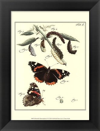 Framed Butterfly Metamorphosis IV Print