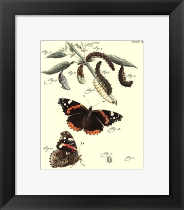 Framed Butterfly Metamorphosis IV Print