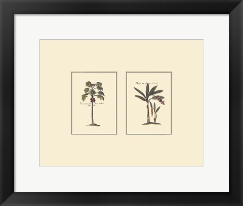 Framed Miniature Palm I Print