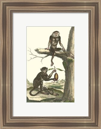 Framed Macaque and Douc Monkeys Print