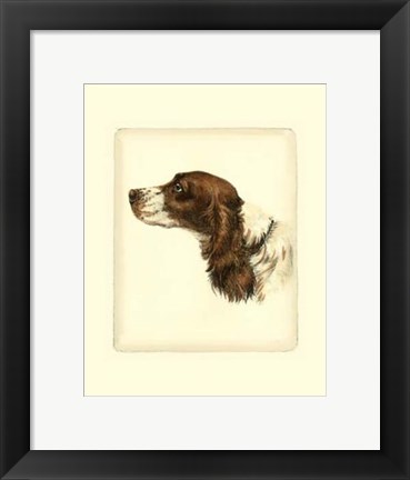 Framed Cocker Spaniel Print