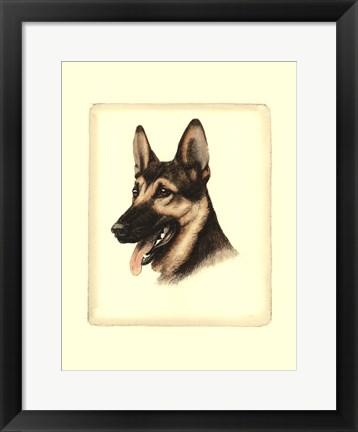 Framed German Shepard Print