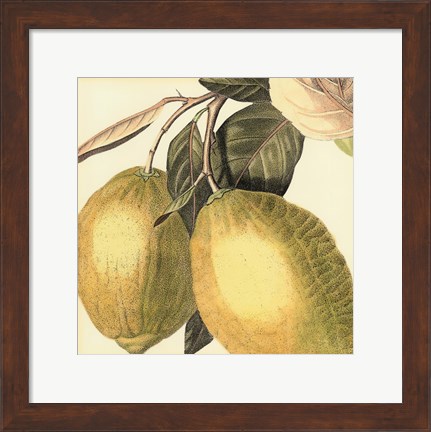 Framed Graphic Lemon Print