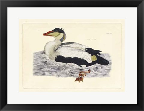 Framed Duck III Print