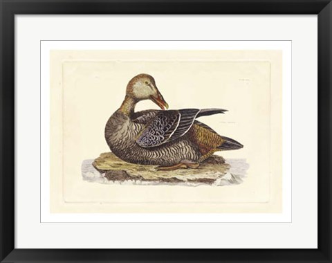 Framed Duck IV Print