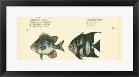 Framed Antique Fish II Print