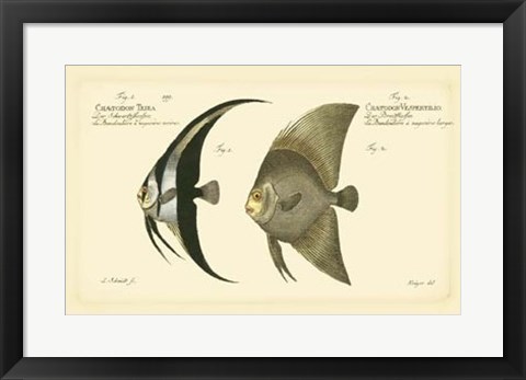 Framed Antique Fish IV Print