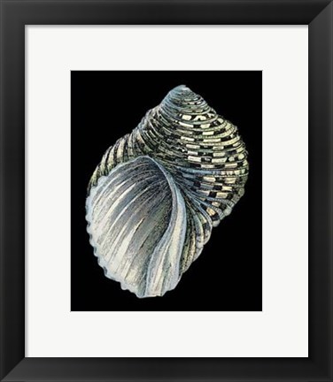 Framed Treasures of the Sea III Print