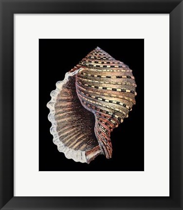 Framed Treasures of the Sea IV Print