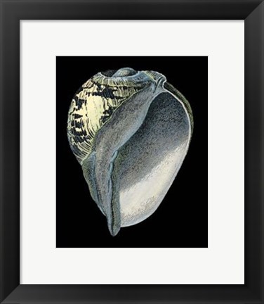 Framed Treasures of the Sea VI Print