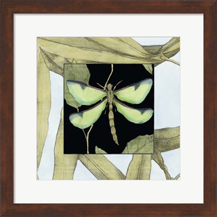 Framed Dragonfly Inset IV Print