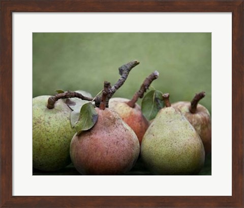 Framed Comice Pears I Print