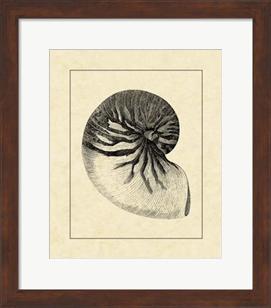 Framed Vintage Shell I Print