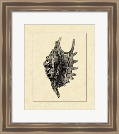 Framed Vintage Shell III Print