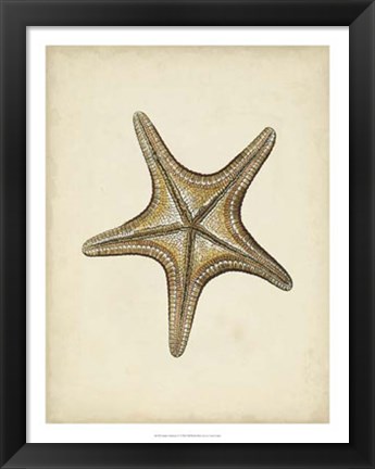 Framed Sealife Collection IV Print