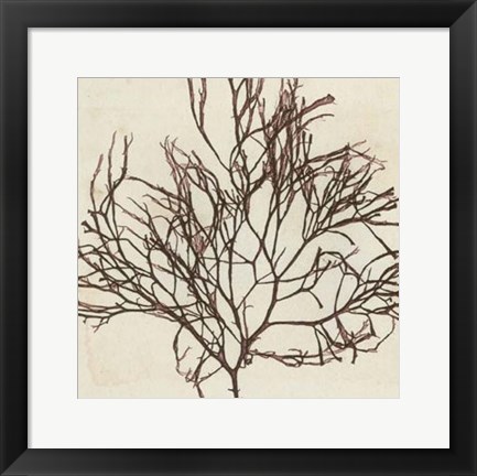 Framed Brilliant Seaweed II Print