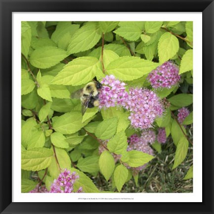 Framed Flight of the Bumble Bee II Print