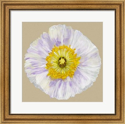 Framed Poppy Blossom IV Print